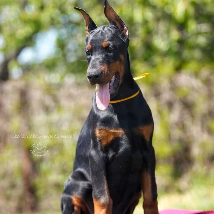 ТОПОВІ добермани