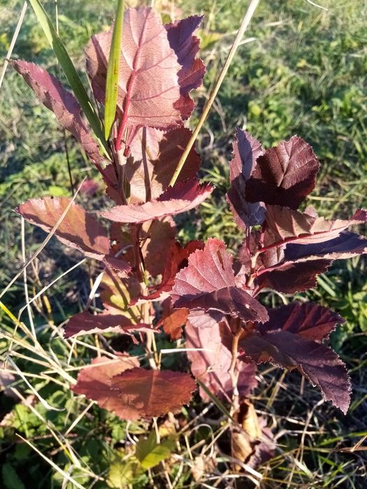 Саженцы боярышника Шамиль