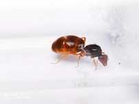 Lasius Flavus królowa + robotnice 10 - 25 owady, zwierzęta terrariowe