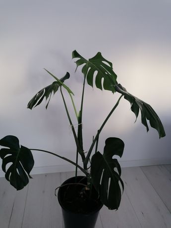 Monstera żywa ok 80cm