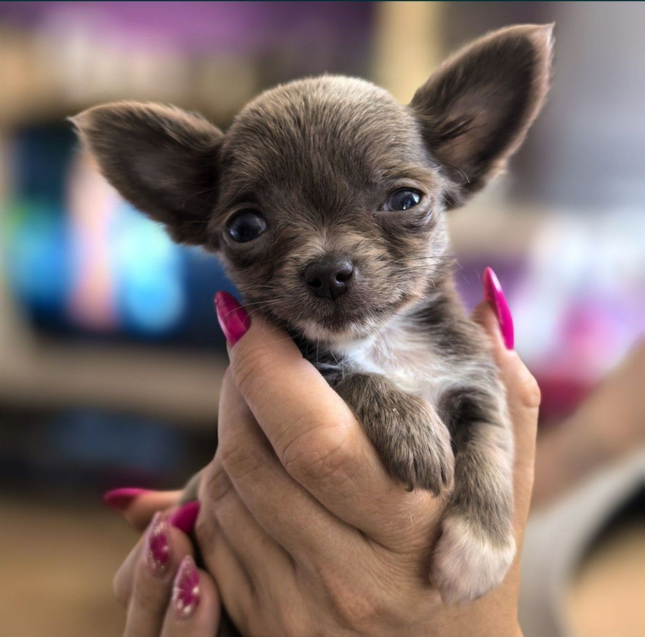 Chihuahua.Gotowe do odbioru.Piękne niebieskie i liliowe szczeniaki.