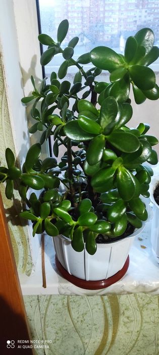 Денежное дерево или красула