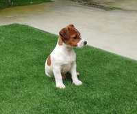 Jack Russell Terrier