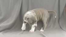 Amstaff błękitny suczka