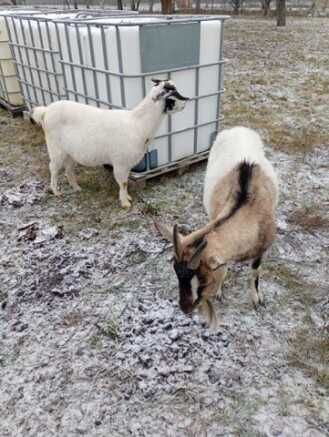 Sprzedam 2 tluste kozy