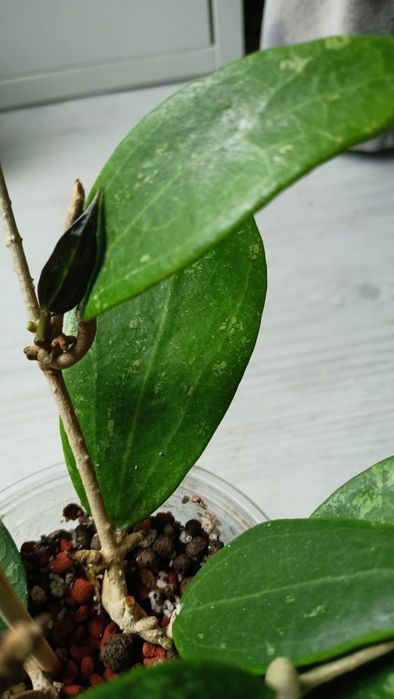 Hoya aff wibergiae rosnąca