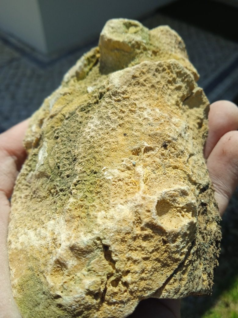 Fóssil Coral Jurássico Médio