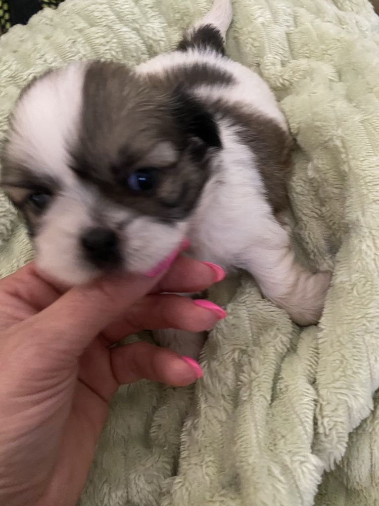 Shi-tzu super top   macho excelente
