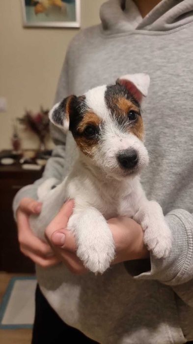 Suczka FCI Parson Russell Terrier Sunia szczenię
