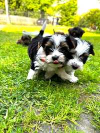 Yorkshire Terrier Biewer ZHPR UCI - Capi