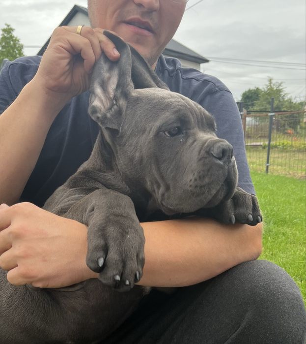 Cane Corso mocna  suczka