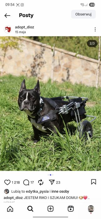 Niepełnosprawny buldog do adopcji