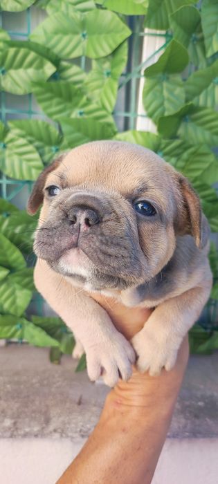 Bulldog francês fêmea