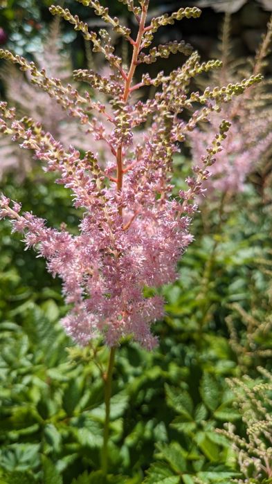 Астильба набір з 6 різних астильб