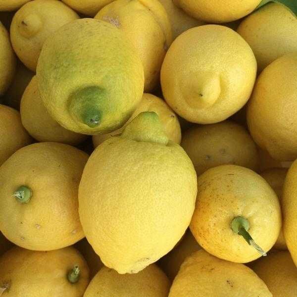 Vendo Limoes biológicos grandes quantidades (a partir de 60kg)