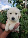 Golden retriever szczeniak