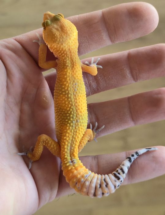 Samiczka gekona lamparciego odmiany Tangerine het.Eclipse