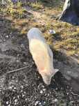 Dou mini pig fêmea