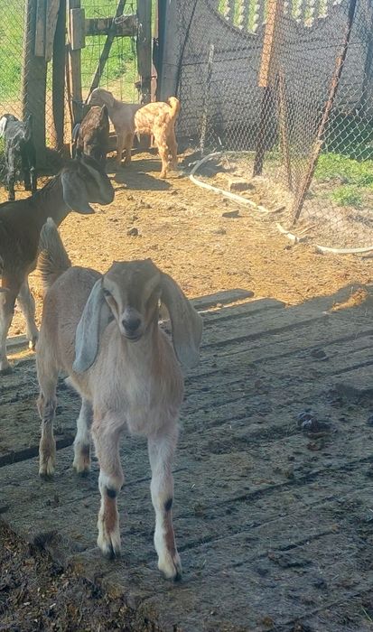 Козенята  англо-нубійські
