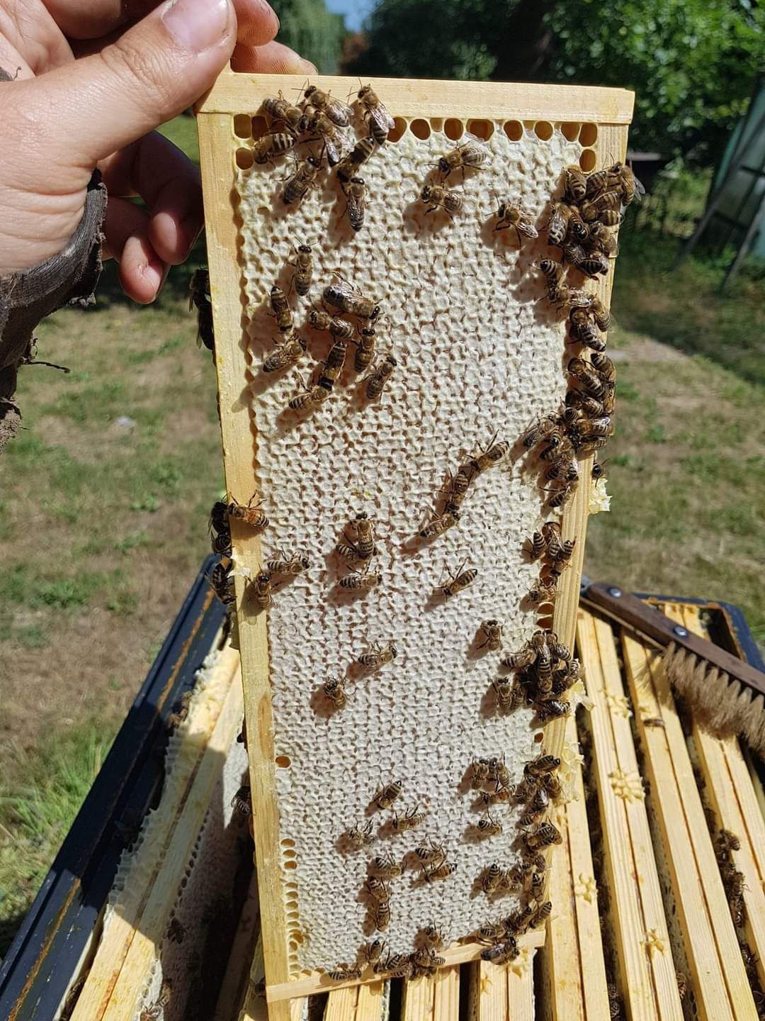 Miód lipowy, akacjowy, wielokwiatowy, rzepakowy Pasieka Słodka Natura