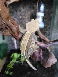 Gekon orzęsiony samica dorosła