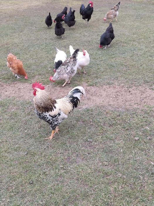 Sprzedam jajka lęgowe