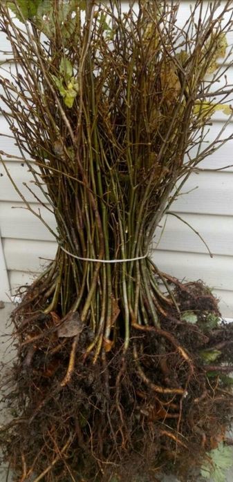 Акция!от 500  шт. Саженцы липы мелколистой или сердцевидной!МЕДОНОС!