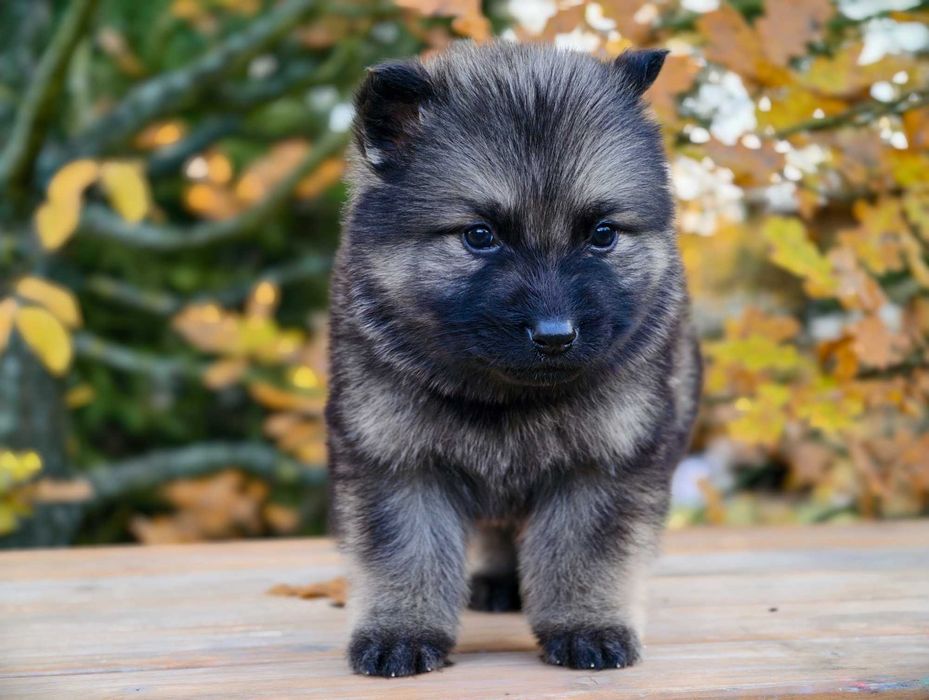 OWCZAREK STARONIEMIECKI Piękna Srebrna suczka po zdrowych rodzicach