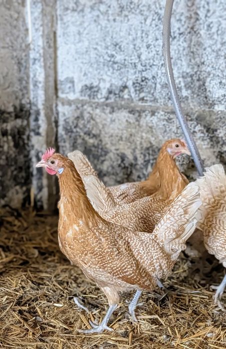 Kury Fryzyjskie jaja lęgowe