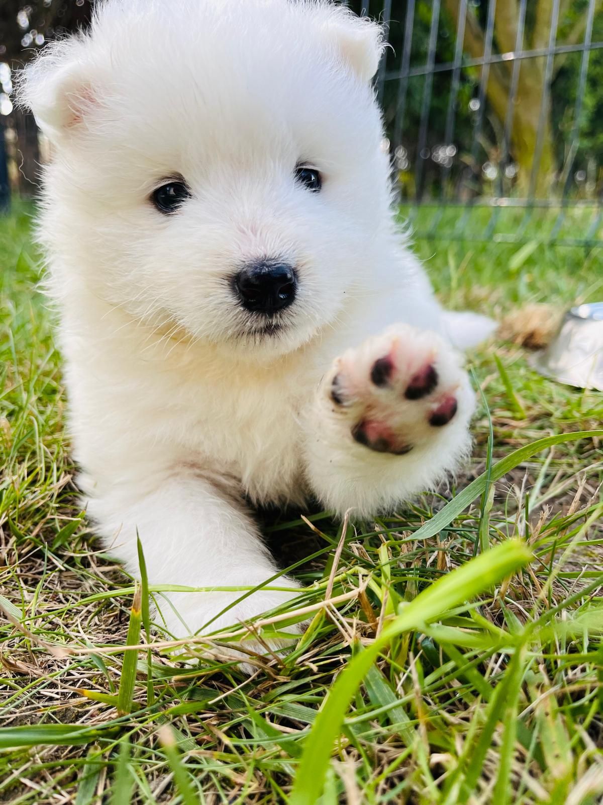 Samoyed - szczeniak