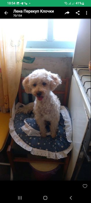 Девочка пудель 3 года