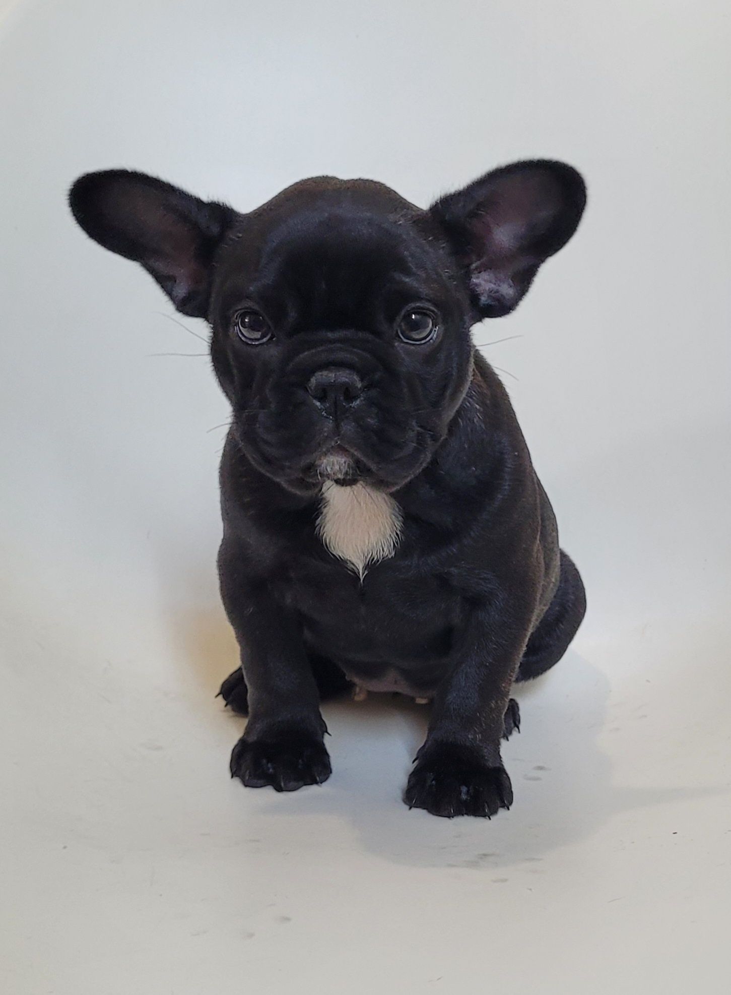Bulldog femea bebé