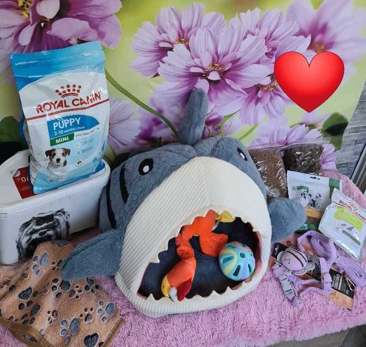 pudel miniatura suczka do odbioru od 01 sierpnia