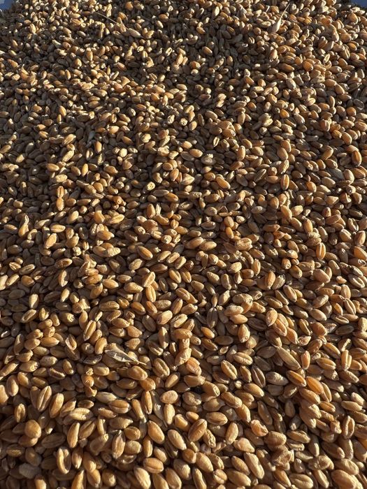 Pszenica zimowa oścista Wilejka