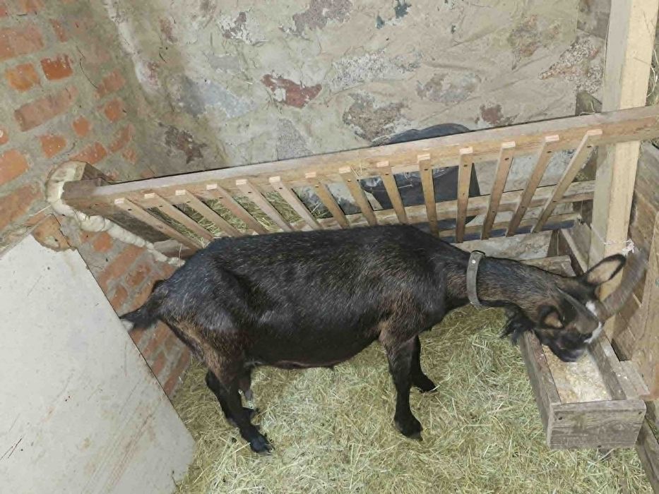Koza mleczna z mlekiem