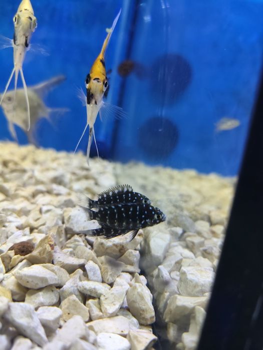 Ciclideos do tanganyika,Tropheus duboisi