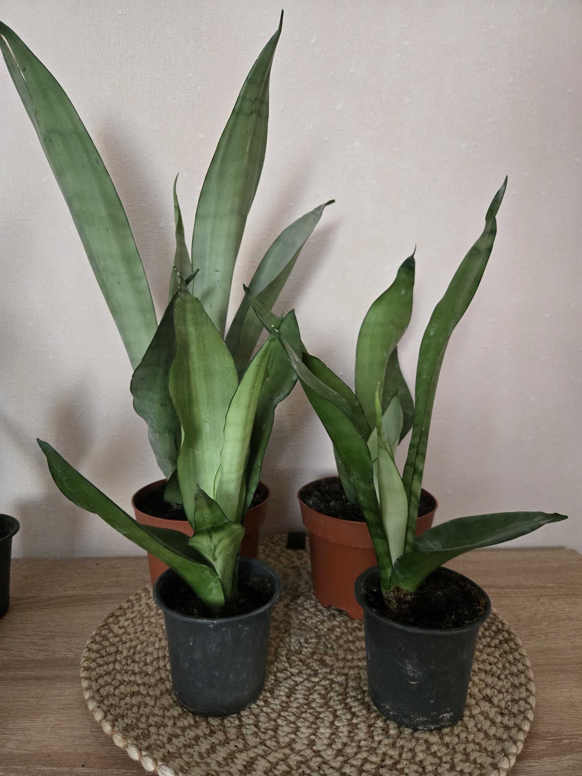 Сансевієрія 5 сортів (Сансев’єрія, Санса, Sansevieria)