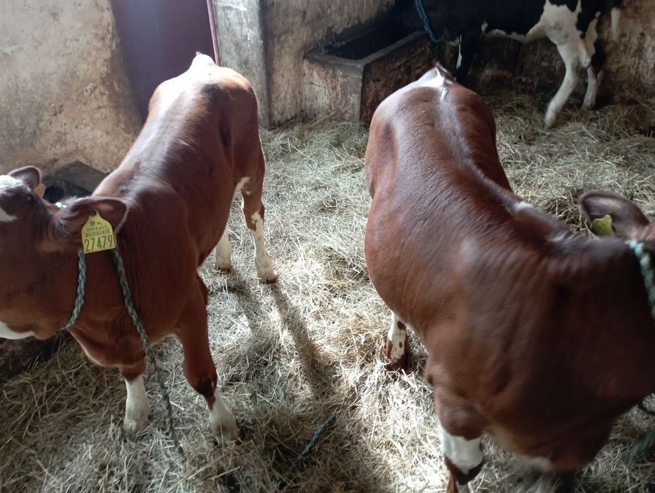 Jałówki mięsne polskie 15szt