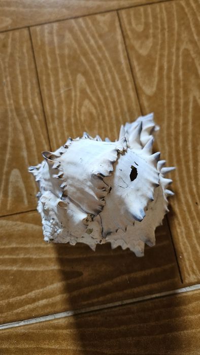 Decoração Buzio para Aquario