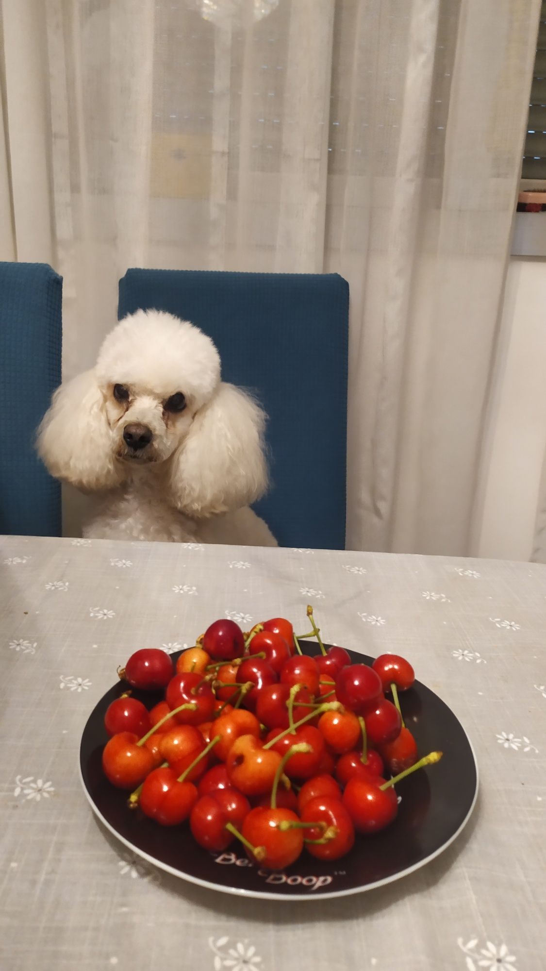 Ama de animais companhia
