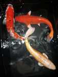 Carpas koi 45cm +/-