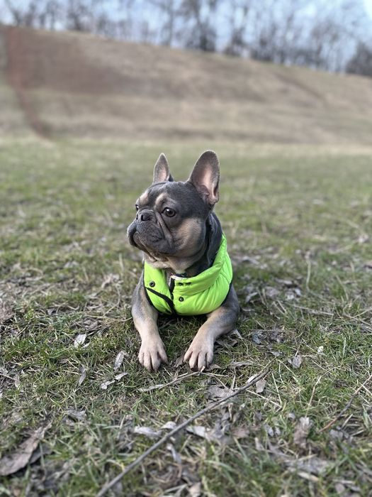 Вязка случка французский бульдог ищет невесту француз спаривание