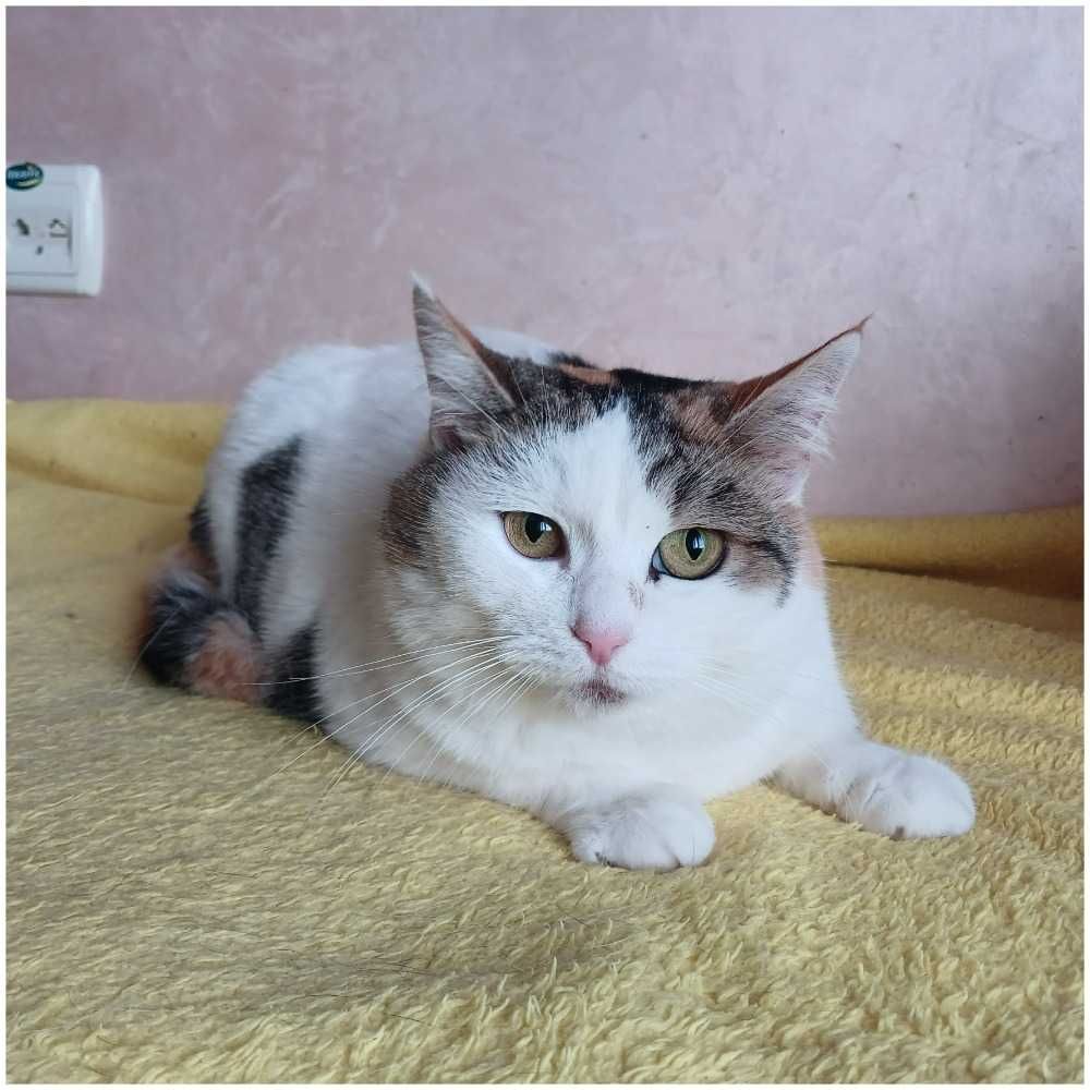 Kotka Tina szuka domu, 3 lata, trójkolorowa