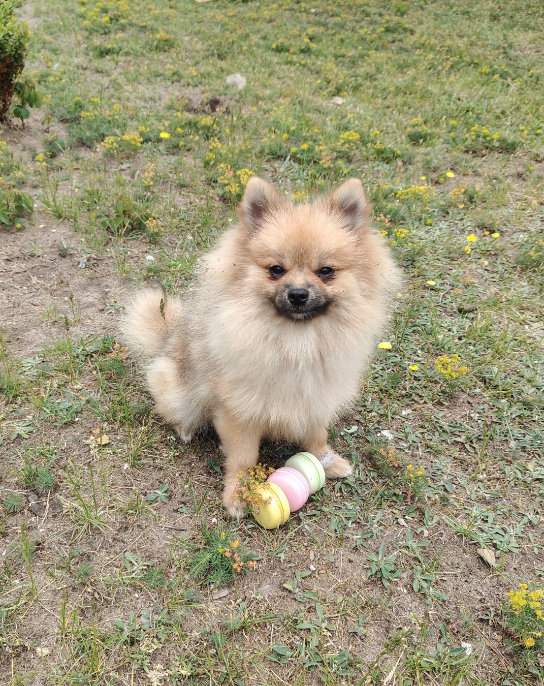 Szpic Miniaturowy / Pomeranian