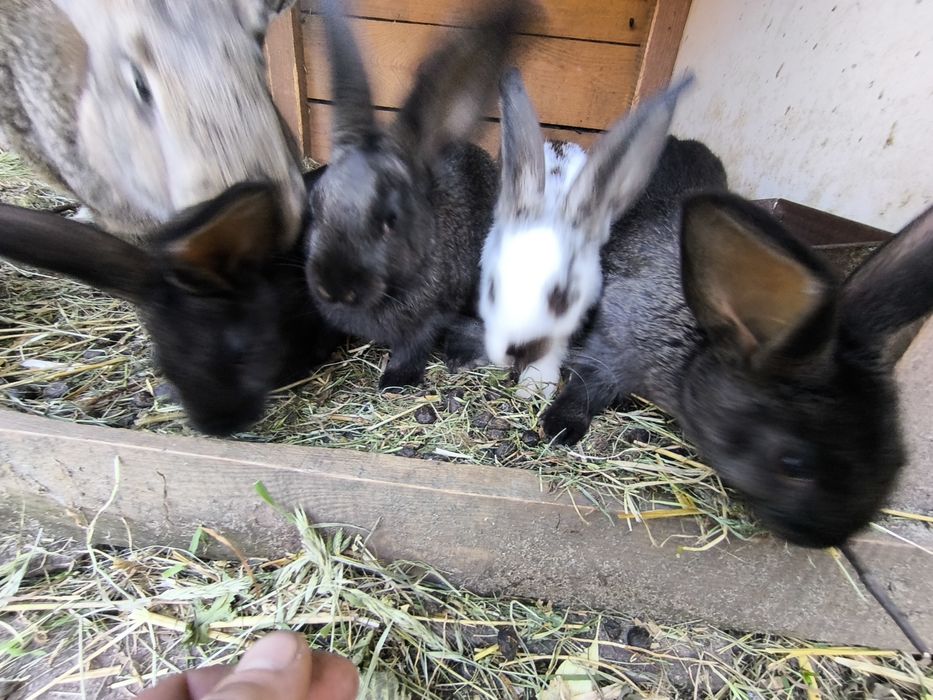 Sprzedam króliki z własnej hodowli