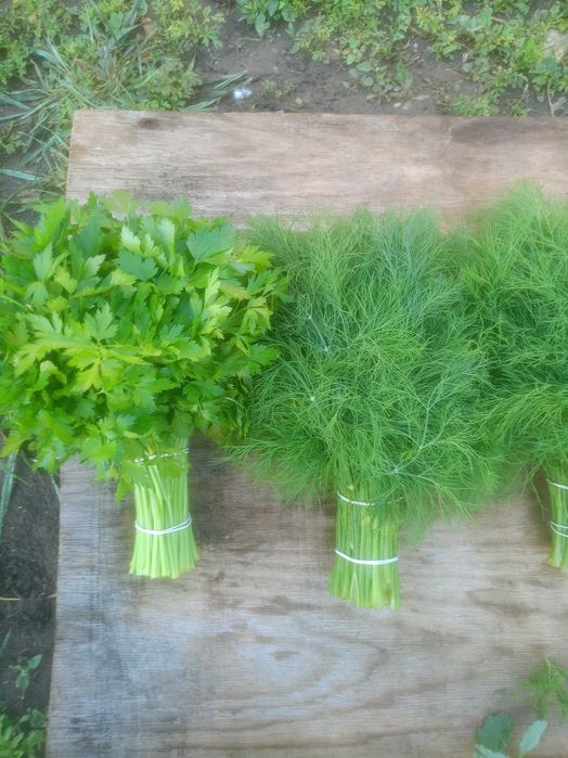 Продам зелень укроп петрушки