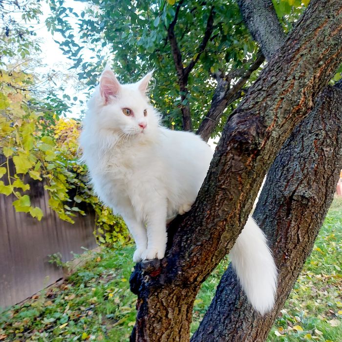 Білосніжна дівчинка Мейн Кун