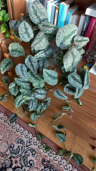 OBNIZKA! Palma epipremnum Geranium  trzykrotka zielistka