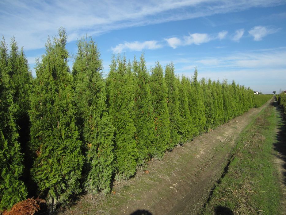 tuja tuje kolumnowa Columnaris 200-220 cm