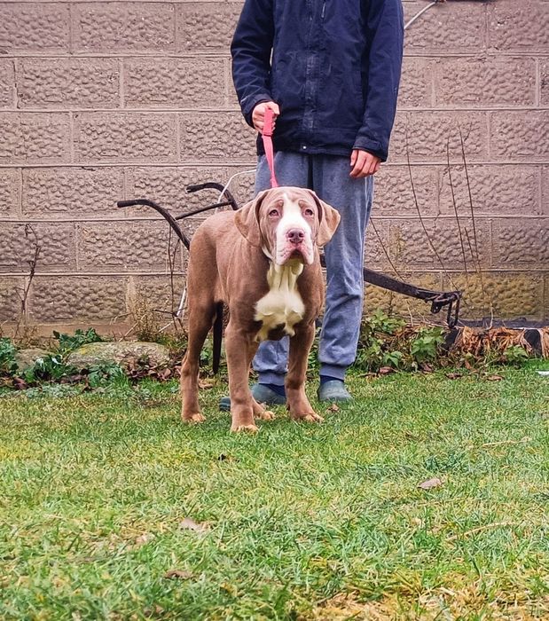 Szczeniaki bandog - cane corso dog argentyński mastino presa tosa